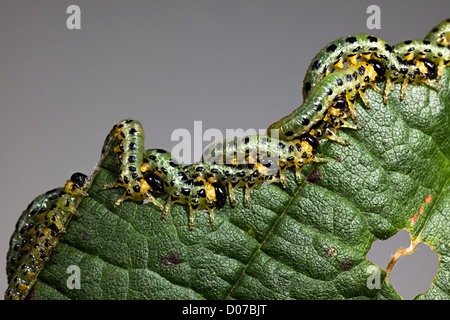 Sawfliy larvae caterpillars, Tenthredinidae family, Craesus septentrionalis, feeding on hazel tree leaves, UK Stock Photo