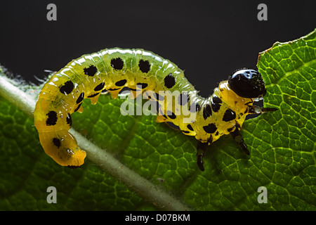 Sawfliy larvae caterpillar, Tenthredinidae family, Craesus septentrionalis, feeding on hazel tree leaf, UK Stock Photo