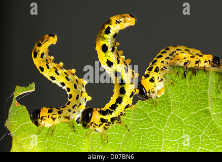 Sawfliy larvae caterpillars, Tenthredinidae family, Craesus septentrionalis, feeding on hazel tree leaves, UK Stock Photo