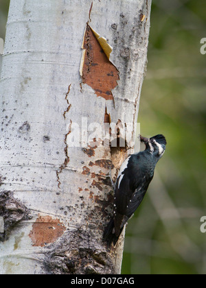 USA, Washington State. A male Williamson's Sapsucker (Sphyrapicus thyroideus) at its nest hole. Eastern Cascades Stock Photo