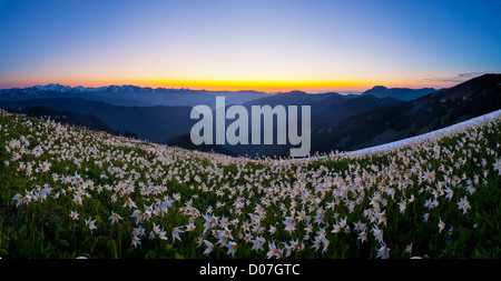 USA, Washington State, Olympic National Park. A field of Avalanche Lilies (Erythronium montanum) at sunset. Digital Composite. Stock Photo