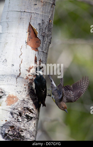 USA, Washington State. A male Williamson's Sapsucker (Sphyrapicus thyroideus) aside its nest hole as the female bird flies off. Stock Photo