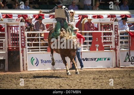 A rider clings onto his horse during the Calgary stampede event of July 2012 Stock Photo