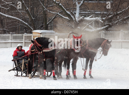 Troika Russian traditional horse team driving in Moscow Stock Photo