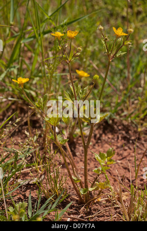 Bulbous buttercup Ranunculus bulbosus in flower in arable field Stock Photo