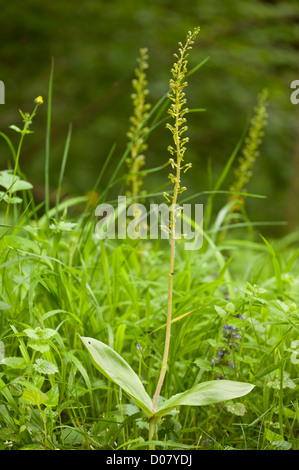 Common Twayblade orchid, Listera ovata, in flower Stock Photo