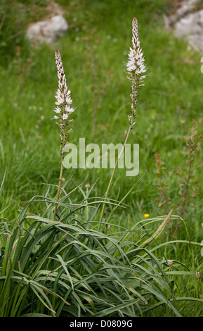 White Asphodel, Asphodelus albus, in flower; Picos de Europa, Spain. Stock Photo