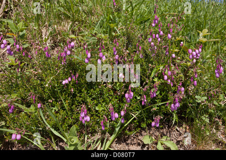 St Dabeoc's heath, Daboecia cantabrica in flower, Picos de Europa, Spain. Stock Photo