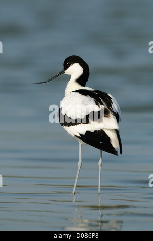 European Avocet (Recurvirostra avosetta) standing in shallow water, Holland, May Stock Photo