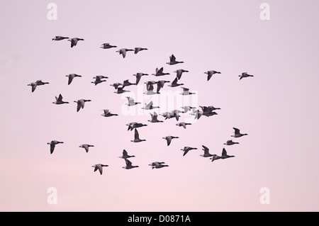 Dark-bellied Brent Goose (Branta bernicla) flock of geese in flight, Holland, May Stock Photo