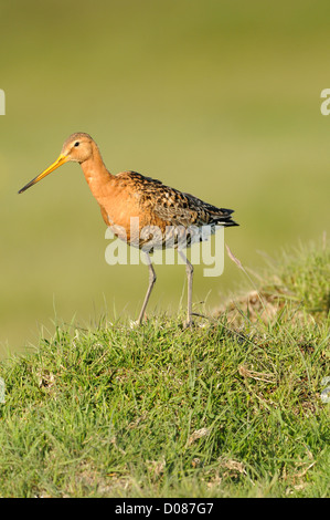 Black-tailed Godwit (Limosa limosa) adult in breeding plumage, standing on grassy mound, Iceland, June Stock Photo