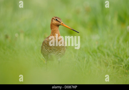 Black-tailed Godwit (Limosa limosa) standing in grassy field, Holland, May Stock Photo