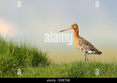 Black-tailed Godwit (Limosa limosa) adult in breeding plumage, standing on grassy bank, Iceland, June Stock Photo