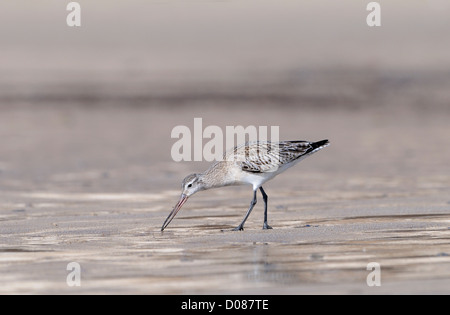 Black-tailed Godwit (Limosa limosa) in winter plumage, feeding on sandy beach on the seashore, Yorkshire, England, February Stock Photo