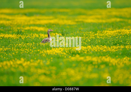 Greylag Goose (Anser anser) standing in field of buttercups, Holland, May Stock Photo