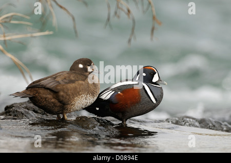 Harlequin Duck (Histrionicus histrionicus) male and female standing together on rock in fast flowing water, Iceland, June Stock Photo