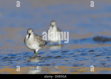 Knot (Calidris canutus) two birds wading in shallow sea water, in winter plumage, Yorkshire, England, February Stock Photo