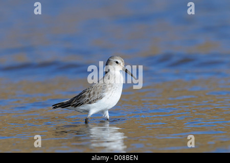 Sanderling (Calidris alba) in winter plumage, wading in shallow water, Yorkshire, England, February Stock Photo