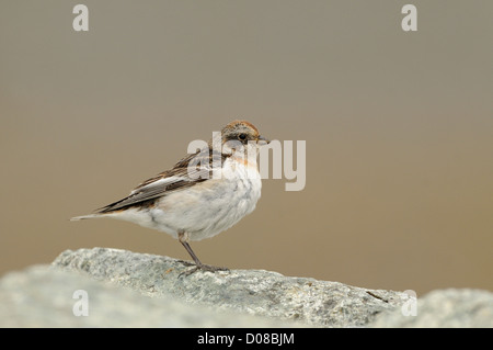 Snow Bunting (Plectrophenax nivalis) female in breeding plumage perched on rock, Iceland, June Stock Photo