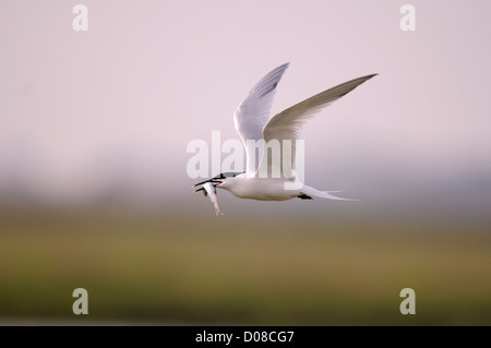 Sandwich Tern (Sterna sandvicensis) in flight with fish in beak, Holland, May Stock Photo