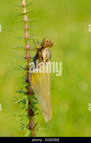 Broad-bodied Chaser Dragonfly (Libellula depressa) newly emerged adult expanding and drying wings, Oxfordshire, England, May Stock Photo