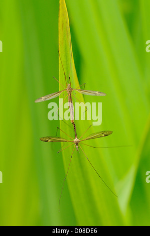 Crane Fly, Tipulidae Family, on sooty Beech Tree, Fagus sp, Nelson