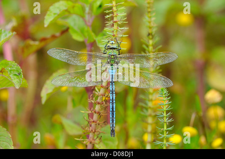 Emperor Dragonfly (Anax imperator) male at rest on aquatic vegetation, Oxfordshire, England, June Stock Photo