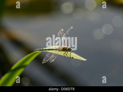 Migrant Hawker (Aeshna mixta) male at rest, Barnes, England, September Stock Photo