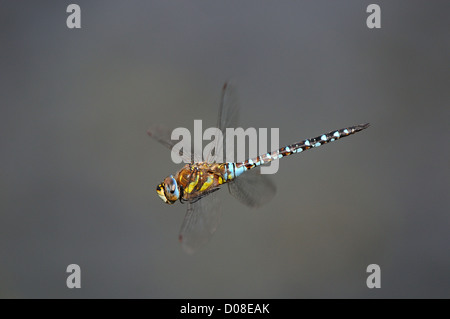 Migrant Hawker Dragonfly (Aeshna mixta) male in flight, Barnes, England, September Stock Photo