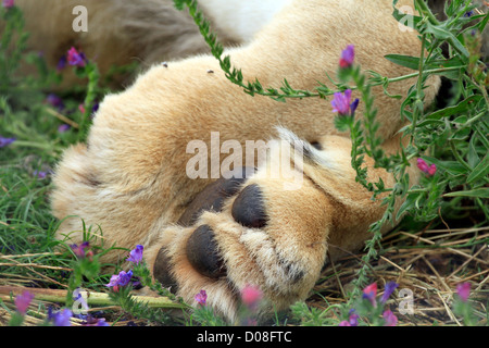 Lion paws at the Drakenstein Lion Park, Klapmuts, Cape Winelands, Stock Photo