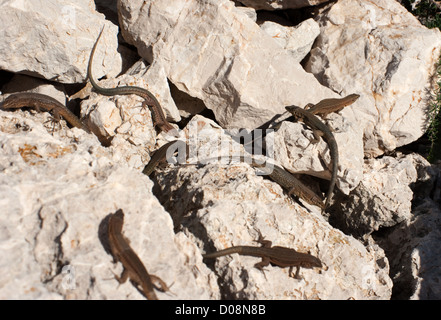 lizards-on-sa-dragonera-uninhabited-rocky-island-off-majorca