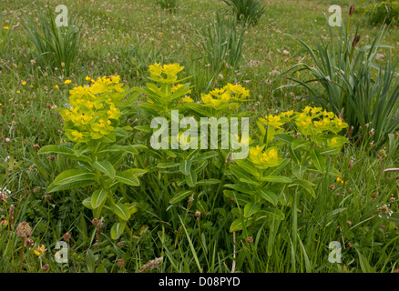 Irish Spurge (Euphorbia hyberna) in flower Stock Photo
