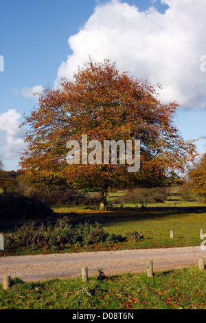 CARPINUS BETULUS . ANCIENT HORNBEAM IN AUTUMN GROWING IN HATFIELD FOREST ESSEX. Stock Photo