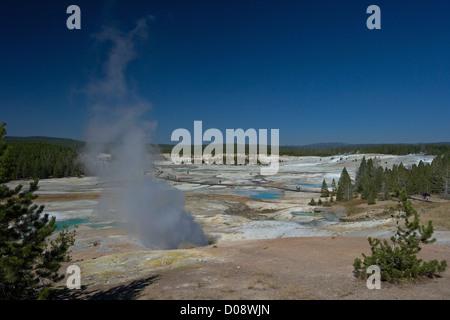 The Black Growler Steam Vent in the Porcelain Basin, Norris Geyser ...