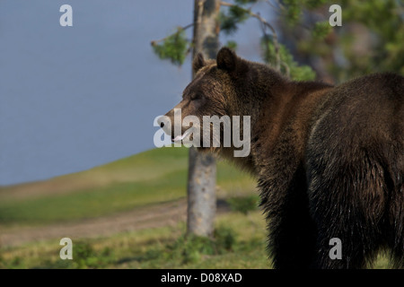 Grizzly bear, Ursus arctos horribilis, Grizzly and Wolf Discovery Centre, West Yellowstone, Montana, USA Stock Photo