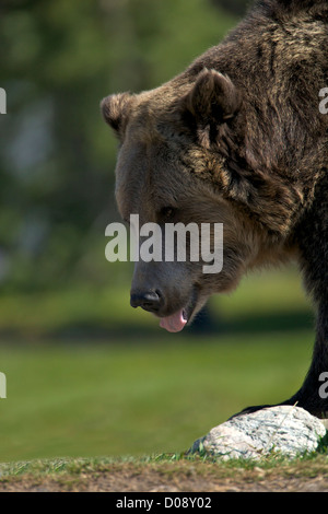 Grizzly bear, Ursus arctos horribilis, Grizzly and Wolf Discovery Centre, West Yellowstone, Montana, USA Stock Photo