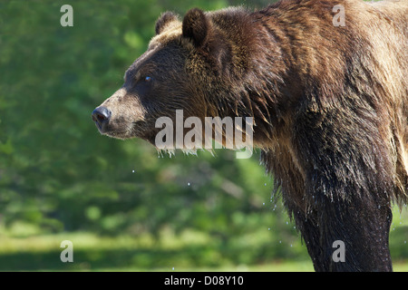 Grizzly bear, Ursus arctos horribilis, Grizzly and Wolf Discovery Centre, West Yellowstone, Montana, USA Stock Photo