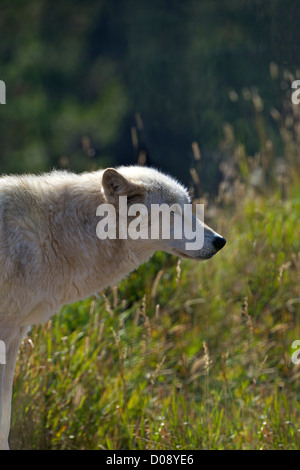 Captive Gray Wolf, Canis Lupus, Grizzly and Wolf Discovery Centre, West Yellowstone, Montana, USA Stock Photo