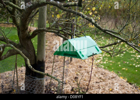 Codling Moth pheromone trap Stock Photo