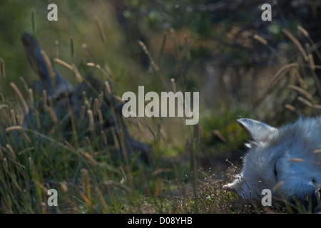 Captive Gray Wolf, Canis Lupus, sleeping in midday sun, Grizzly and Wolf Discovery Centre, West Yellowstone, Montana, USA Stock Photo