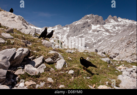 Alpine choughs (Pyrrhocorax graculus) in high limestone cirque in the Picos de Europa, Spain, Europe Stock Photo