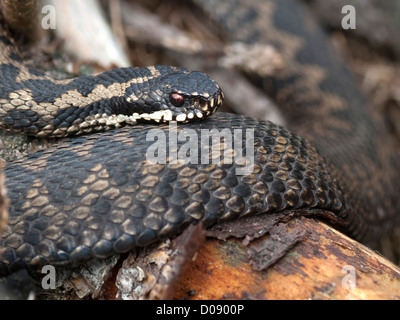 Adder ( Vipera berus ) Sunning itself on an exposed log Stock Photo