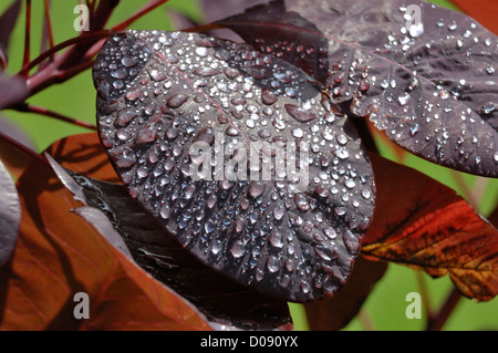 Smoke tree (Cotinus coggygria) leaves with rain drops Stock Photo