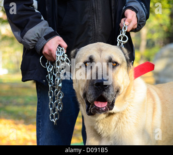 Owner holding big dog on chains Stock Photo