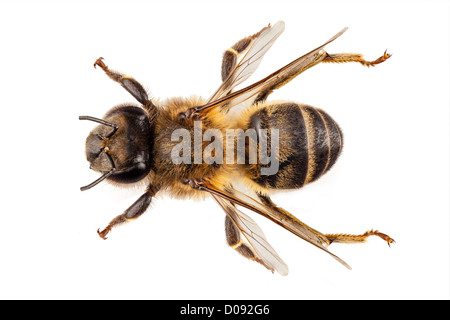 Bee species apis mellifera Stock Photo