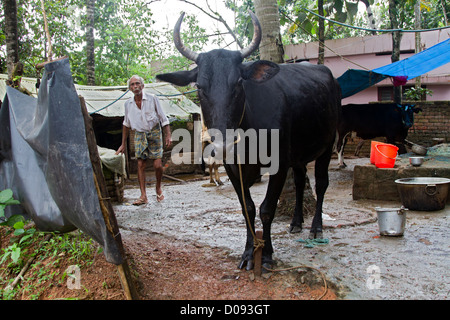 SACRED COW NEDUNGOLAM KERALA SOUTHERN INDIA ASIA Stock Photo