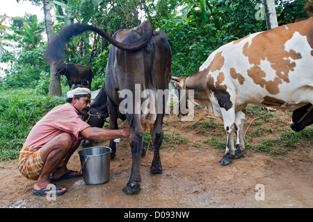 MILKING THE COW FARM NEDUNGOLAM KERALA SOUTHERN INDIA ASIA Stock Photo