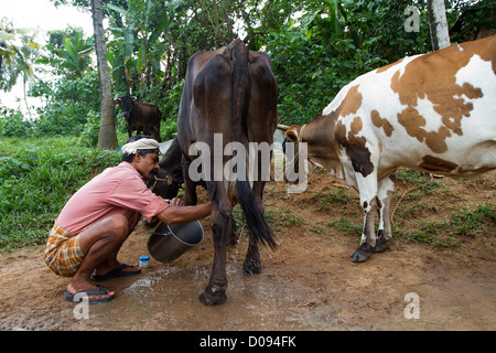 MILKING A COW FARM NEDUNGOLAM KERALA SOUTHERN INDIA ASIA Stock Photo