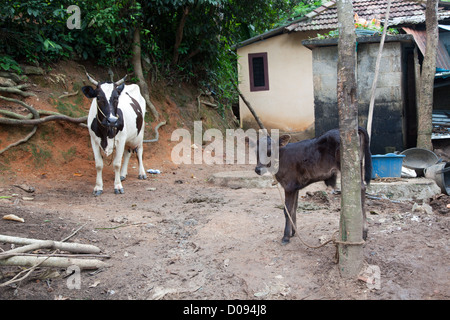 COW AND ITS CALF FARM NEDUNGOLAM KERALA SOUTHERN INDIA ASIA Stock Photo