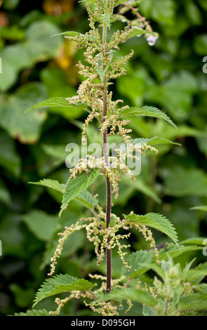 Stinging Nettle (Urtica dioica) in flower, close-up Stock Photo